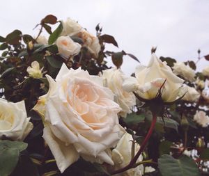 Close-up of white flowers