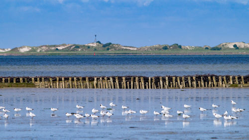 Swans on lake against blue sky