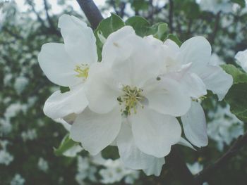 Close-up of white flower