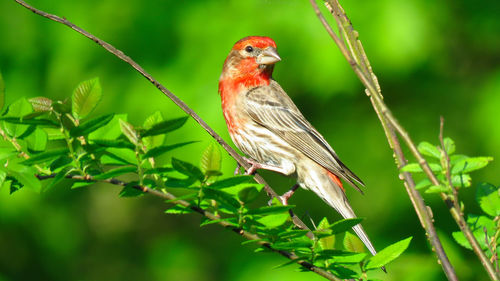 Close-up of bird perching on tree