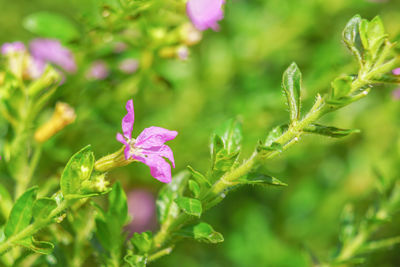 Close-up of pink flowering plant