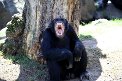 Close-up of chimpanzee sitting by tree