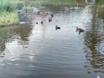 Ducks swimming in lake