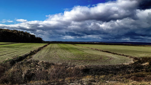 Scenic view of field against sky