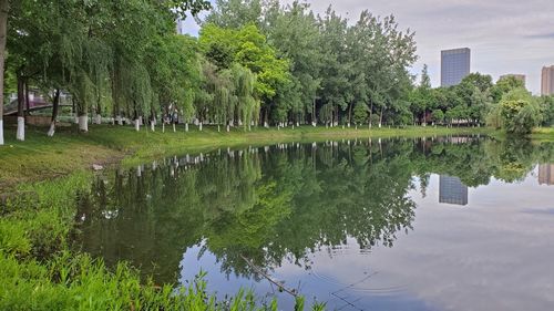 Reflection of trees in lake against sky