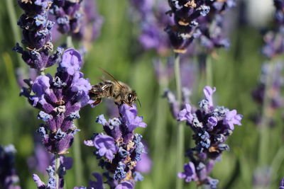 Close-up of bee pollinating on purple flowering plant