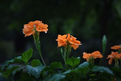 Close-up of orange flowering plant
