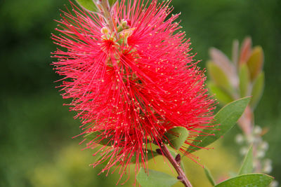 Close-up of red plant