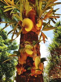 Low angle view of fruits hanging on tree