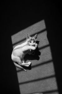High angle view portrait of cat holding shadow on floor