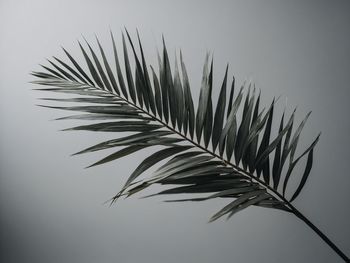 Close-up of palm tree against clear sky