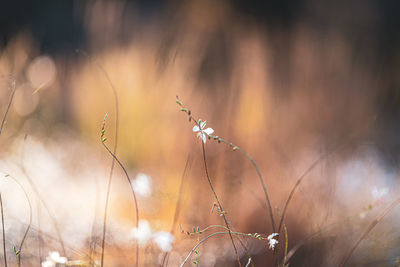 Close-up of plant growing on field