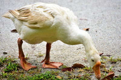 Close-up of bird in water