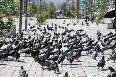 Flock of birds flying