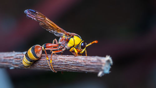 Close-up of dragonfly on wood