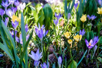 Close-up of purple crocus flowers on field
