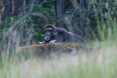 Monkey in a forest