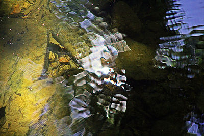 High angle view of swan swimming in lake