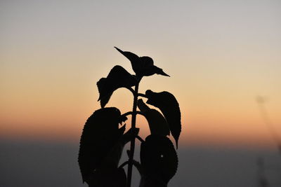 Silhouette bird against sky during sunset