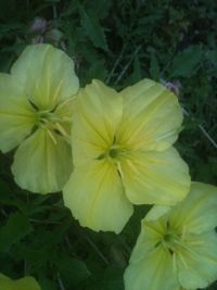 Close-up of yellow flower