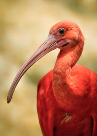 Close-up of a bird