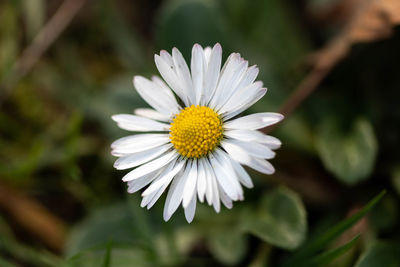Close-up of white daisy flower