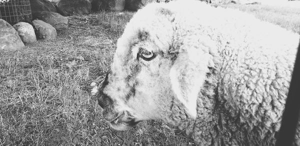 Close-up portrait of a horse