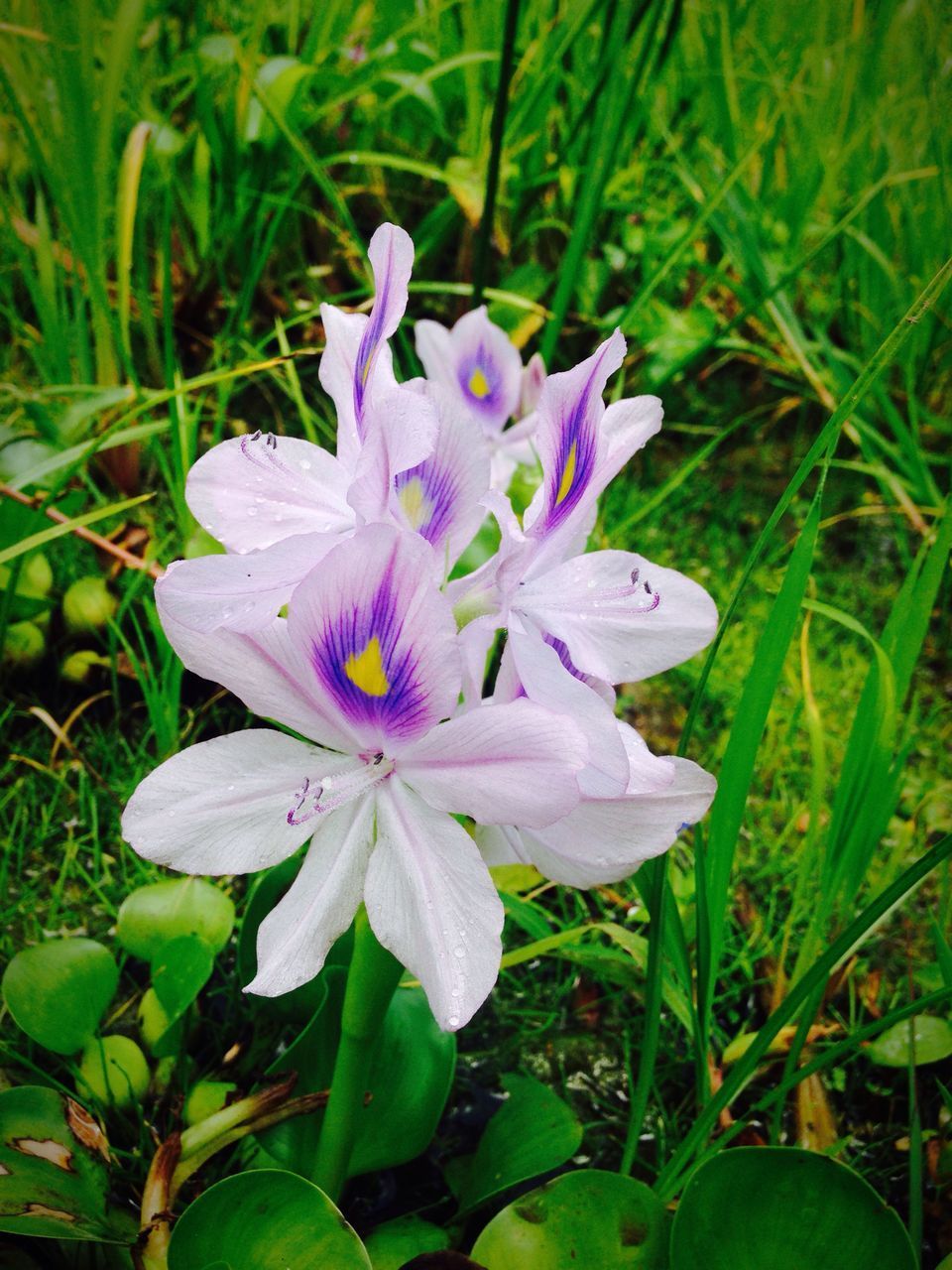 CLOSE-UP OF FRESH PURPLE CROCUS FLOWER IN FIELD