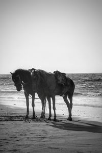 View of horse on beach
