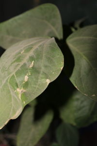 Close-up of plant