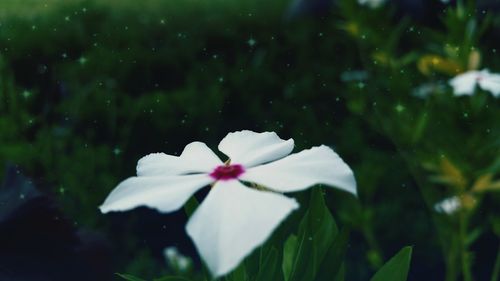 Close-up of flower blooming outdoors