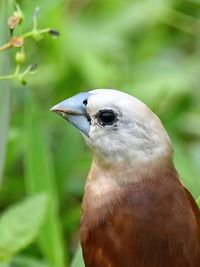 Close up of a munia