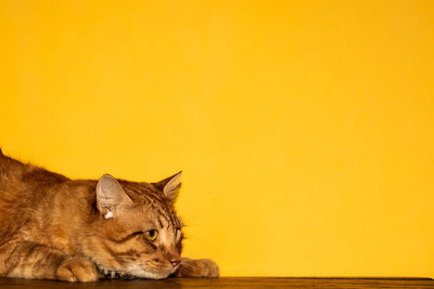 Portrait of a cat against yellow wall