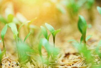 Close-up of fresh green leaves on field