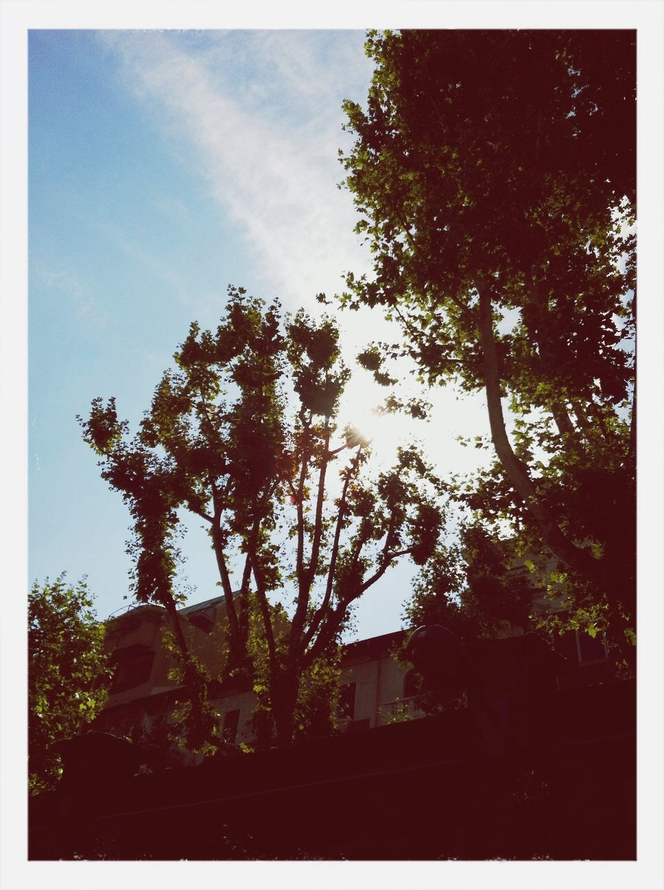 tree, building exterior, architecture, built structure, sky, transfer print, low angle view, auto post production filter, growth, house, silhouette, branch, nature, residential structure, no people, outdoors, cloud - sky, cloud, day, sunlight