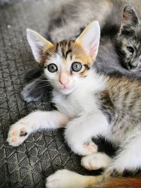 Close-up portrait of tabby kitten