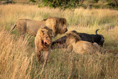 Male lion leaves two others eating buffalo