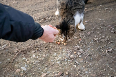 Close-up of hand feeding cat