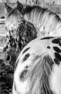 Close-up of a dog