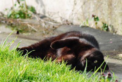 Close-up of a dog