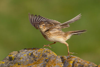 Close-up of a bird flying