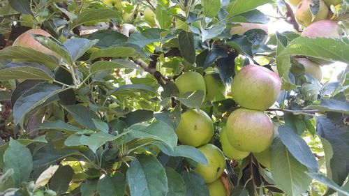 Close-up of fruits growing on tree