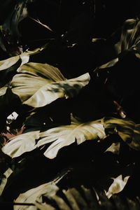 High angle view of sunlight falling on plant