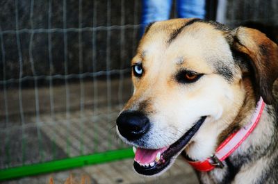 Close-up portrait of dog