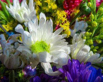 Close-up of fresh white flowers blooming outdoors