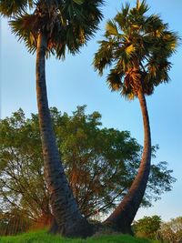 Low angle view of coconut palm trees against sky