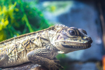 Close-up of a lizard