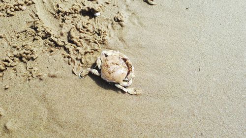 High angle view of crab on sand