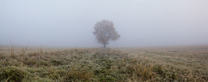 Trees on field against clear sky