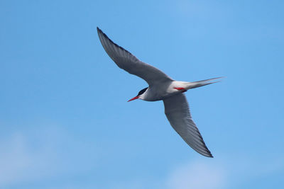 Low angle view of tern flying 